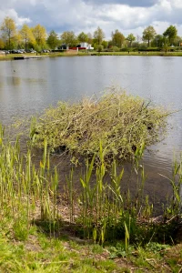 Vissenbos The Green Box vijver