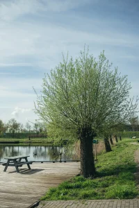 Wilgenboom met verse lenteblaadjes bij een meer met houten steiger en picknicktafel op The Green Box