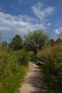 Smal wandelpad door groene natuur met bankje en wilde bloemen onder blauwe lucht met wolken