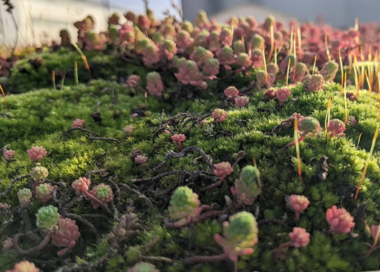 Close-up van groen mos met roze accenten en gele sporendragers in natuurlijk licht